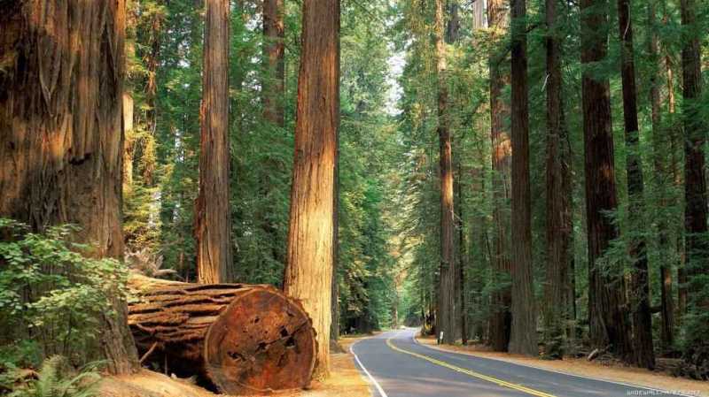 redwood-forest 使用美新塑木-減少森林砍伐
